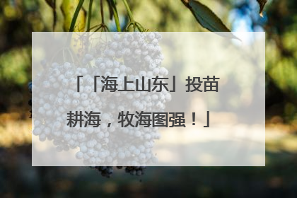 「海上山东」投苗耕海，牧海图强！