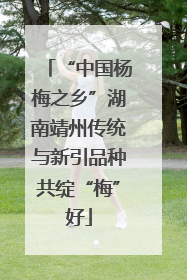 “中国杨梅之乡”湖南靖州传统与新引品种共绽“梅”好