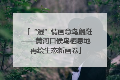 “湿”情画意鸟翩跹——黄河口候鸟栖息地再绘生态新画卷