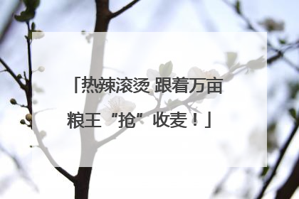 热辣滚烫 跟着万亩粮王“抢”收麦！
