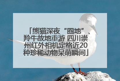熊猫深夜“圈地”、羚牛故地重游 四川崇州红外相机定格近20种珍稀动物呆萌瞬间