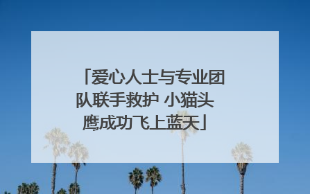 爱心人士与专业团队联手救护 小猫头鹰成功飞上蓝天