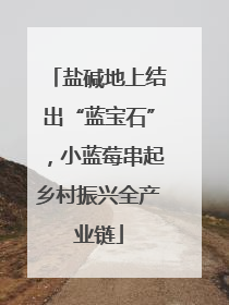 盐碱地上结出“蓝宝石”，小蓝莓串起乡村振兴全产业链