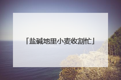 盐碱地里小麦收割忙