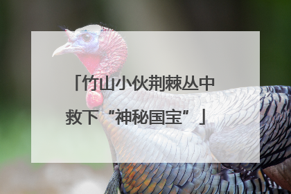 竹山小伙荆棘丛中救下“神秘国宝”