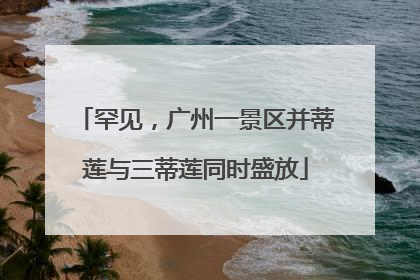 罕见，广州一景区并蒂莲与三蒂莲同时盛放