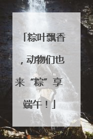 粽叶飘香，动物们也来“粽”享端午！