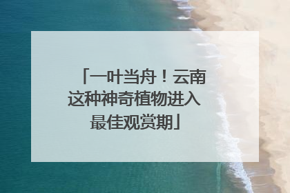 一叶当舟！云南这种神奇植物进入最佳观赏期