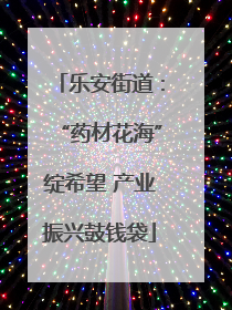 乐安街道：“药材花海”绽希望 产业振兴鼓钱袋
