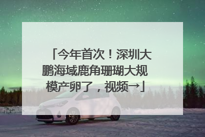 今年首次！深圳大鹏海域鹿角珊瑚大规模产卵了，视频→