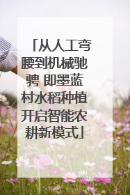 从人工弯腰到机械驰骋 即墨蓝村水稻种植开启智能农耕新模式