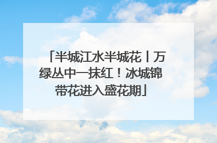 半城江水半城花丨万绿丛中一抹红！冰城锦带花进入盛花期