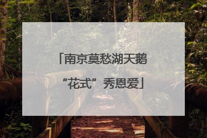 南京莫愁湖天鹅“花式”秀恩爱