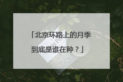 北京环路上的月季到底是谁在种？