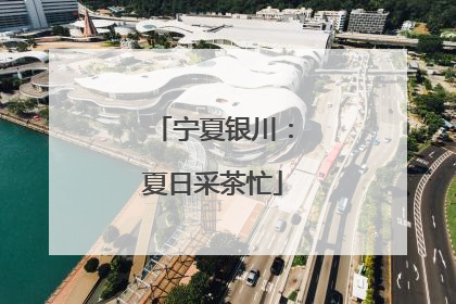 宁夏银川：夏日采茶忙