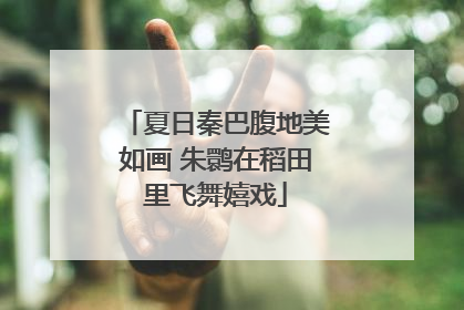 夏日秦巴腹地美如画 朱鹮在稻田里飞舞嬉戏