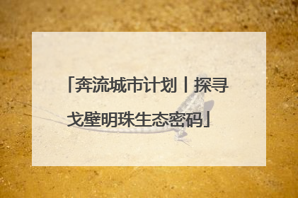 奔流城市计划丨探寻戈壁明珠生态密码