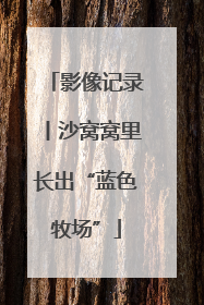 影像记录丨沙窝窝里长出“蓝色牧场”