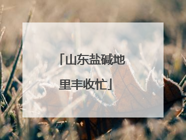 山东盐碱地里丰收忙