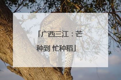 广西三江：芒种到 忙种稻