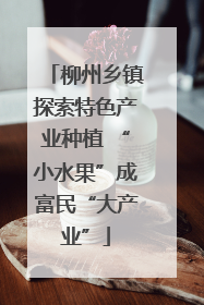 柳州乡镇探索特色产业种植 “小水果”成富民“大产业”