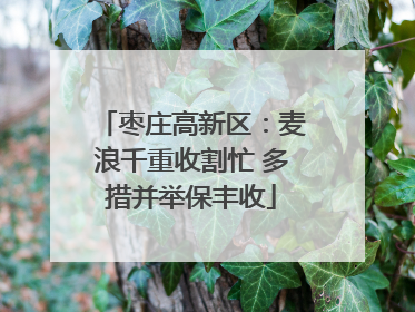 枣庄高新区：麦浪千重收割忙 多措并举保丰收