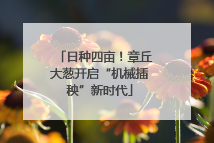 日种四亩！章丘大葱开启“机械插秧”新时代