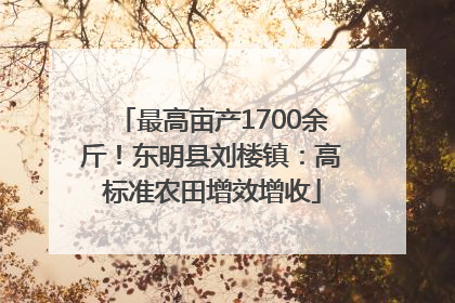 最高亩产1700余斤！东明县刘楼镇：高标准农田增效增收