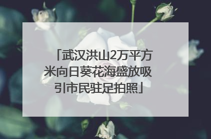 武汉洪山2万平方米向日葵花海盛放吸引市民驻足拍照