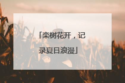 栾树花开，记录夏日浪漫