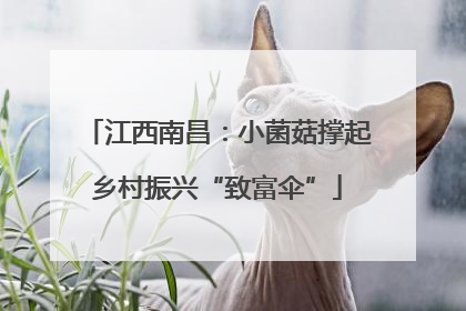 江西南昌：小菌菇撑起乡村振兴“致富伞”