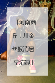 河南商丘：川金丝猴消暑享清凉