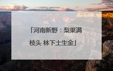 河南新野：梨果满枝头 林下土生金