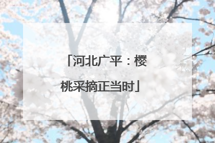 河北广平：樱桃采摘正当时