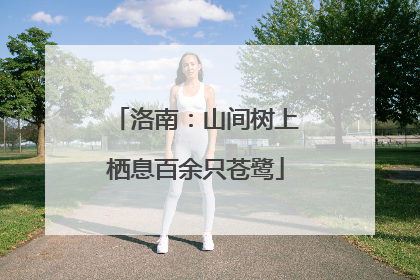 洛南：山间树上栖息百余只苍鹭
