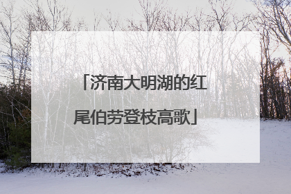 济南大明湖的红尾伯劳登枝高歌
