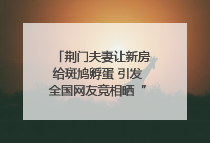 荆门夫妻让新房给斑鸠孵蛋 引发全国网友竞相晒“人鸟共处”图