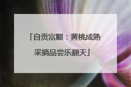 自贡富顺：黄桃成熟 采摘品尝乐翻天