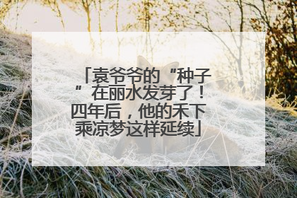 袁爷爷的“种子”在丽水发芽了！四年后，他的禾下乘凉梦这样延续