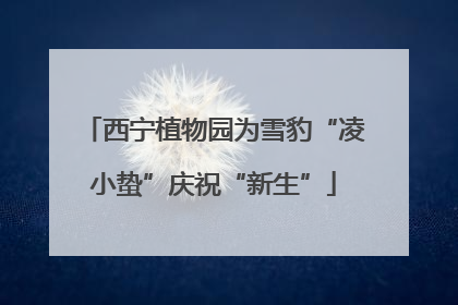 西宁植物园为雪豹“凌小蛰”庆祝“新生”
