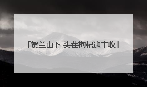 贺兰山下 头茬枸杞迎丰收