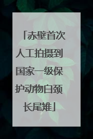 赤壁首次人工拍摄到国家一级保护动物白颈长尾雉
