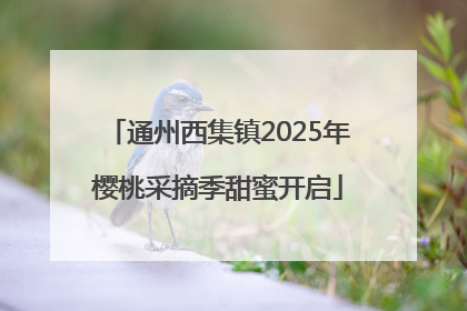 通州西集镇2025年樱桃采摘季甜蜜开启