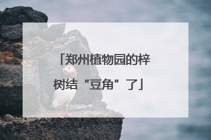 郑州植物园的梓树结“豆角”了