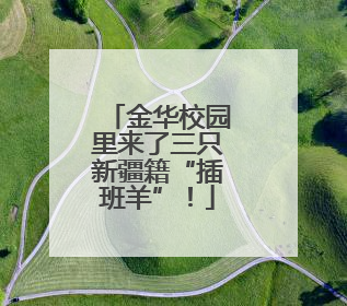 金华校园里来了三只新疆籍“插班羊”！