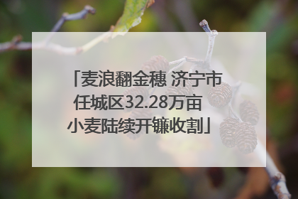 麦浪翻金穗 济宁市任城区32.28万亩小麦陆续开镰收割