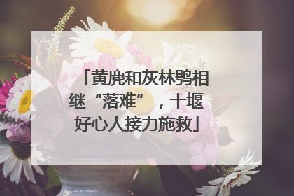 黄麂和灰林鸮相继“落难”，十堰好心人接力施救