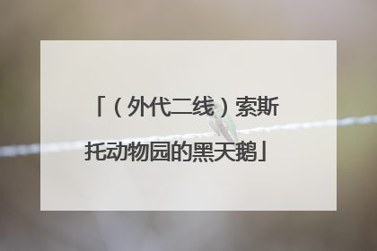 （外代二线）索斯托动物园的黑天鹅
